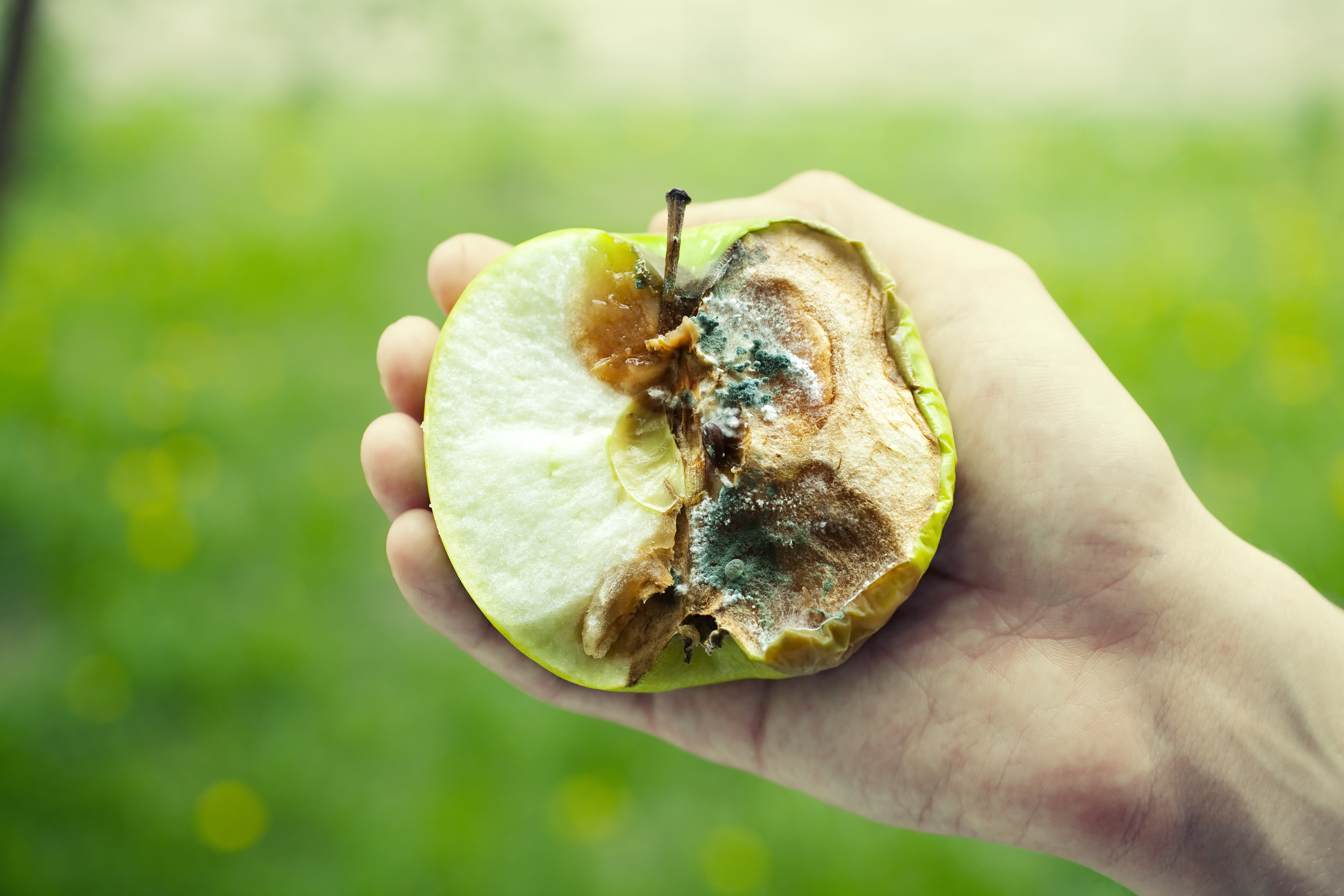 Rotten apple green with mold in a human hand close up