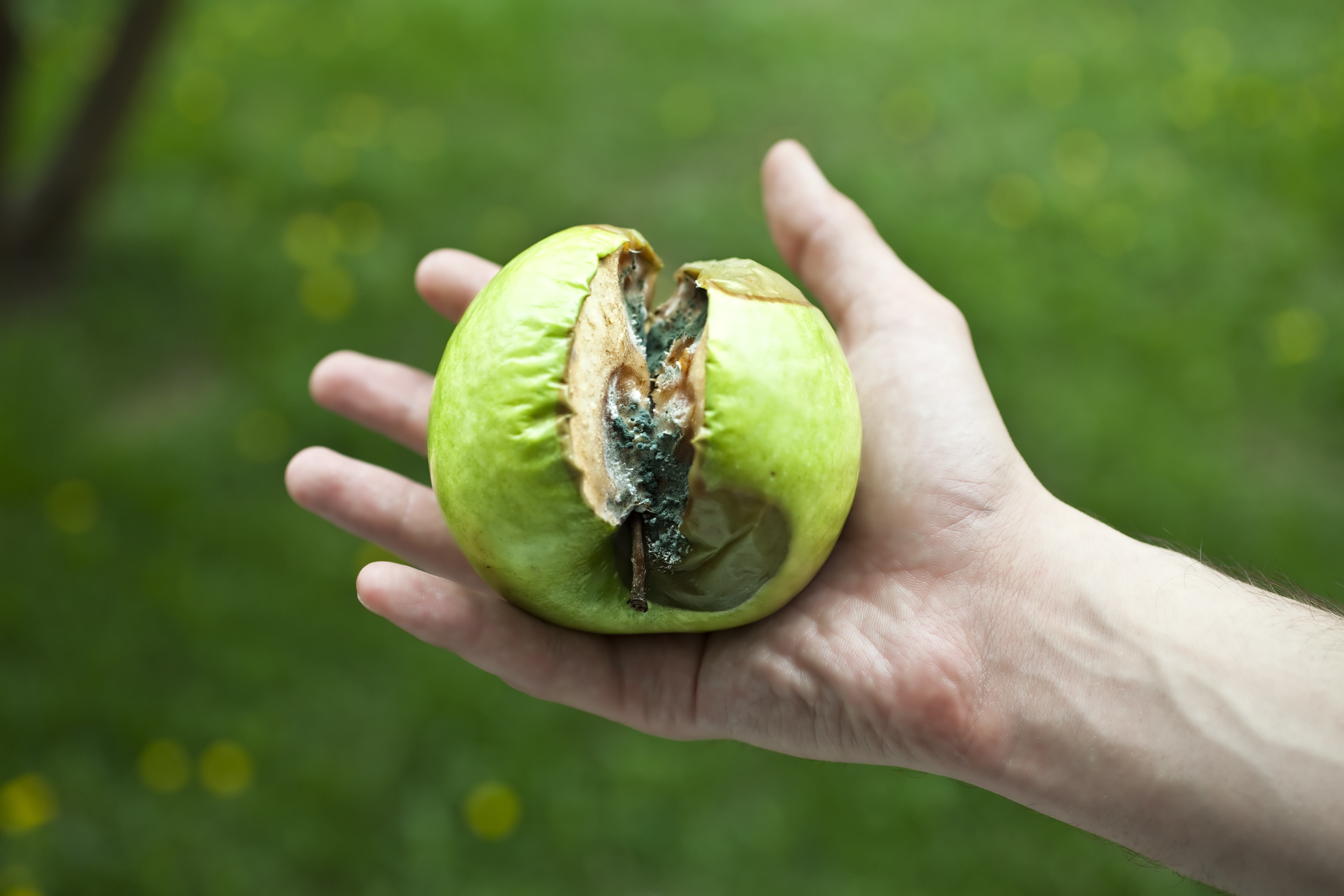 Rotten apple green with mold in a human hand on a background of grass